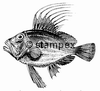 diving stamps motif 2993 - Fish